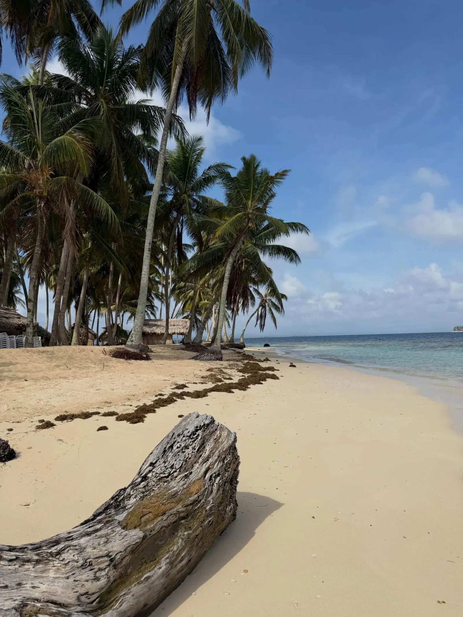 Una playa vacía con palmeras y un tronco a la deriva en una isla de Guna Yala